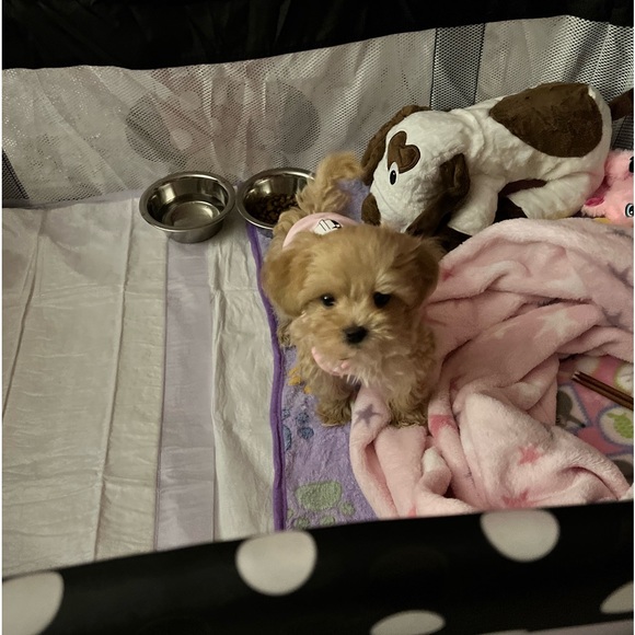 PRINCESS RAYNNE 💗💗💗 - Picture 9 of 17